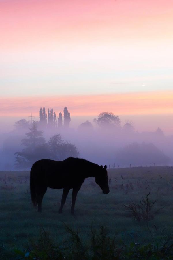 Gite Rural Les Petites Tetes Leuze-en-Hainaut Zewnętrze zdjęcie